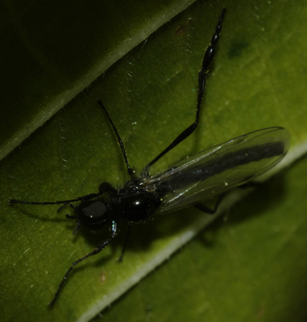 Bibio clavipes